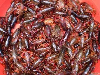 野火烧不尽死灰复燃,野火烧不尽野草