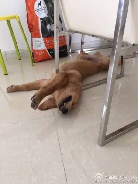 睡相最差的狗狗,狗狗睡狗窝和睡地板的区别