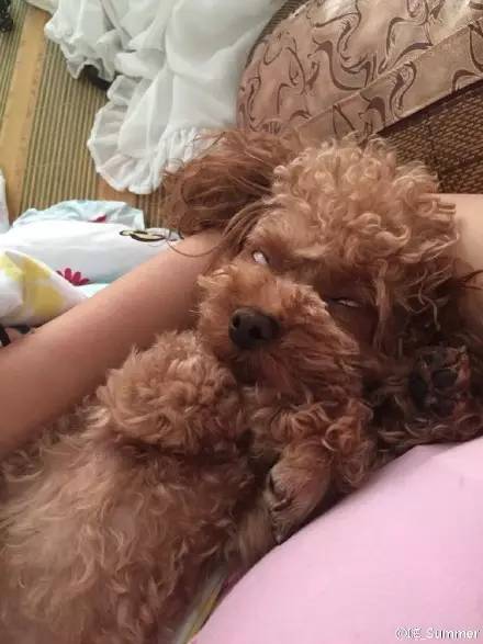 睡相最差的狗狗,狗狗睡狗窝和睡地板的区别