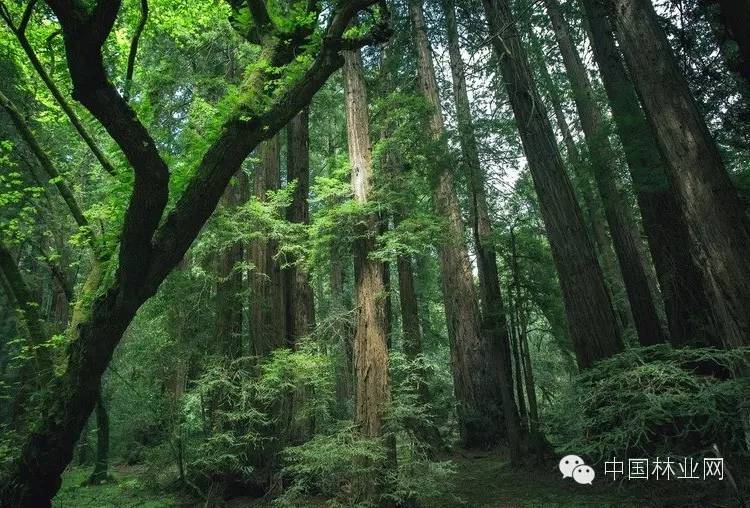 国际林业大会,国际林联世界大会