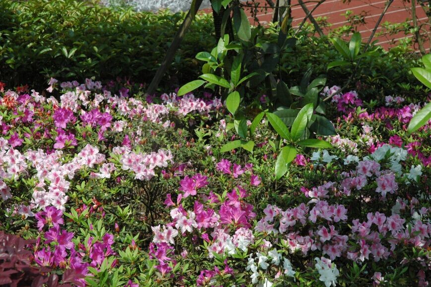 北碚区天府中学2018,北碚天府中学