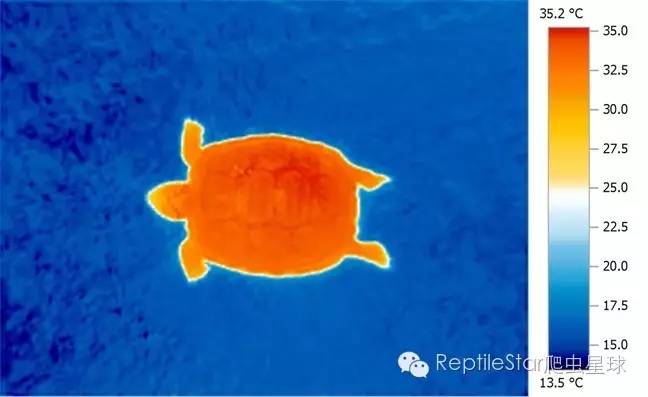 ReptileStar爬虫星球