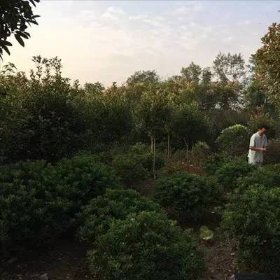 镇头，南方集镇，九月的诗|严彬