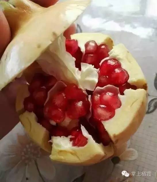 手把手教你剥石榴,教你剥石榴的小技巧