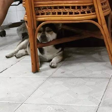 睡相最差的狗狗,狗狗睡狗窝和睡地板的区别