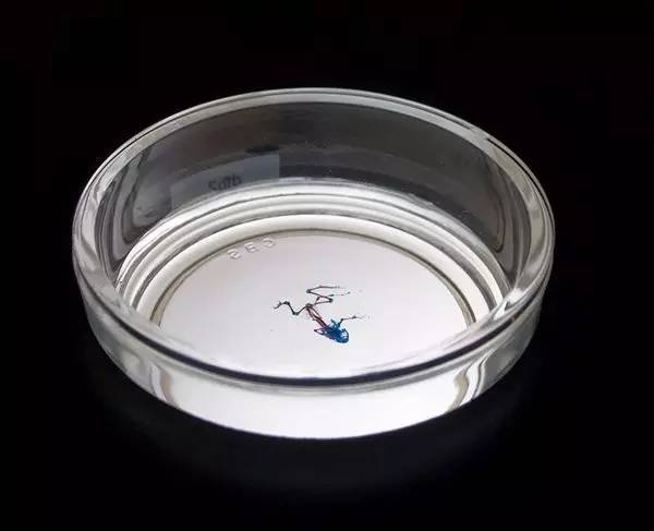 变异生物迷你世界,变异生物有哪些