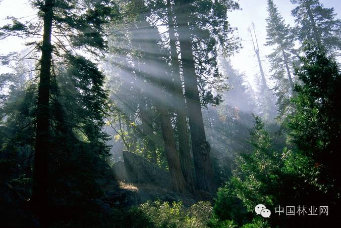 国际林业大会,国际林联世界大会