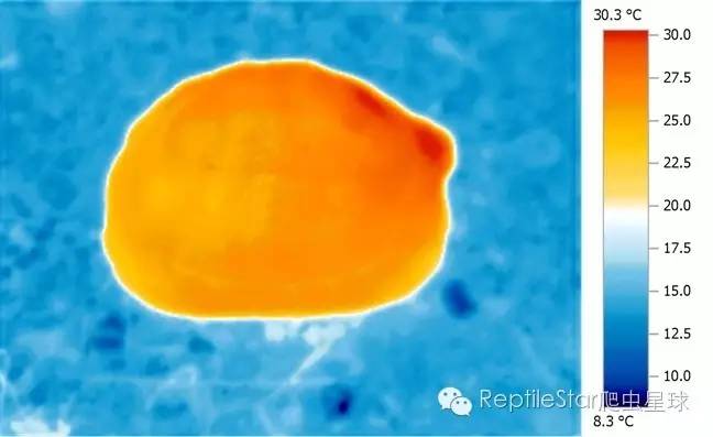 ReptileStar爬虫星球
