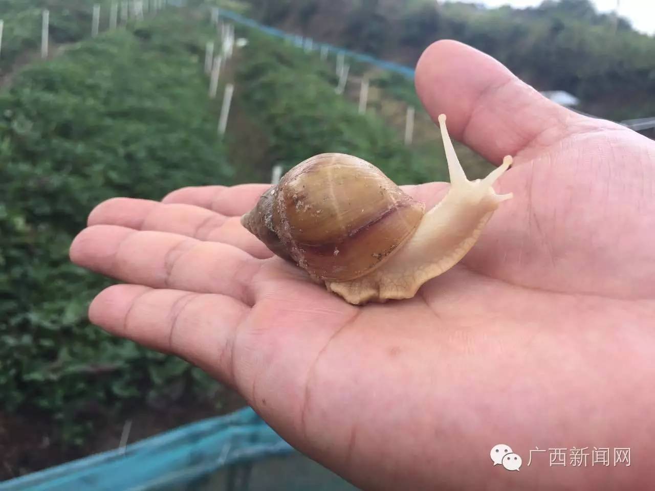 聚焦│厉害了我的灵山，因为这件事竟然吸引那么多人来！