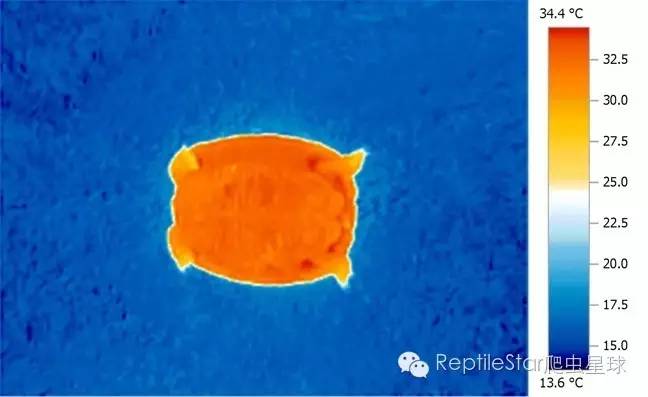 ReptileStar爬虫星球