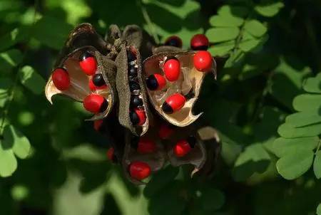 银杏果为什么使人中毒了,银杏果中毒真的假的