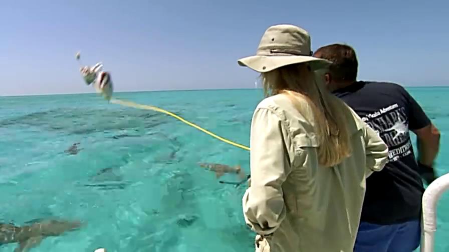 美女为了能在海中畅游，进行了恐怖的鲨鱼治疗法
