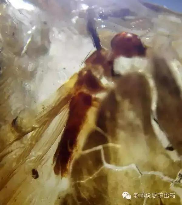 鎭掑疄鑰侀偙,鎭掑疄鐞ョ弨鑰侀偙鐩存挱