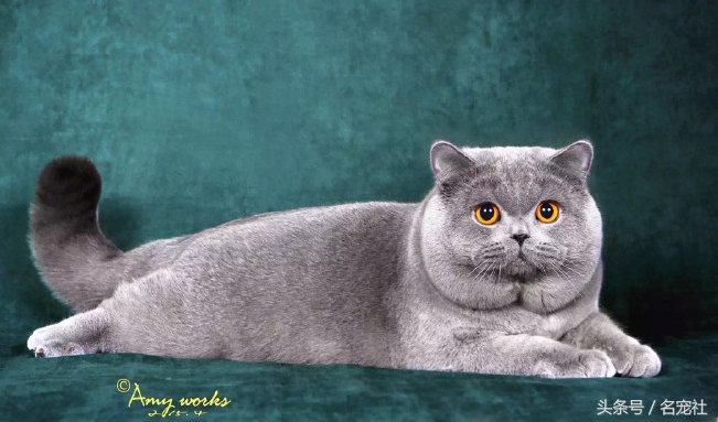 蓝氏猫咪猫粮,蓝氏猫粮猫舍版