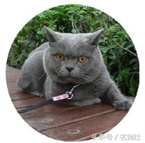 蓝氏猫咪猫粮,蓝氏猫粮猫舍版