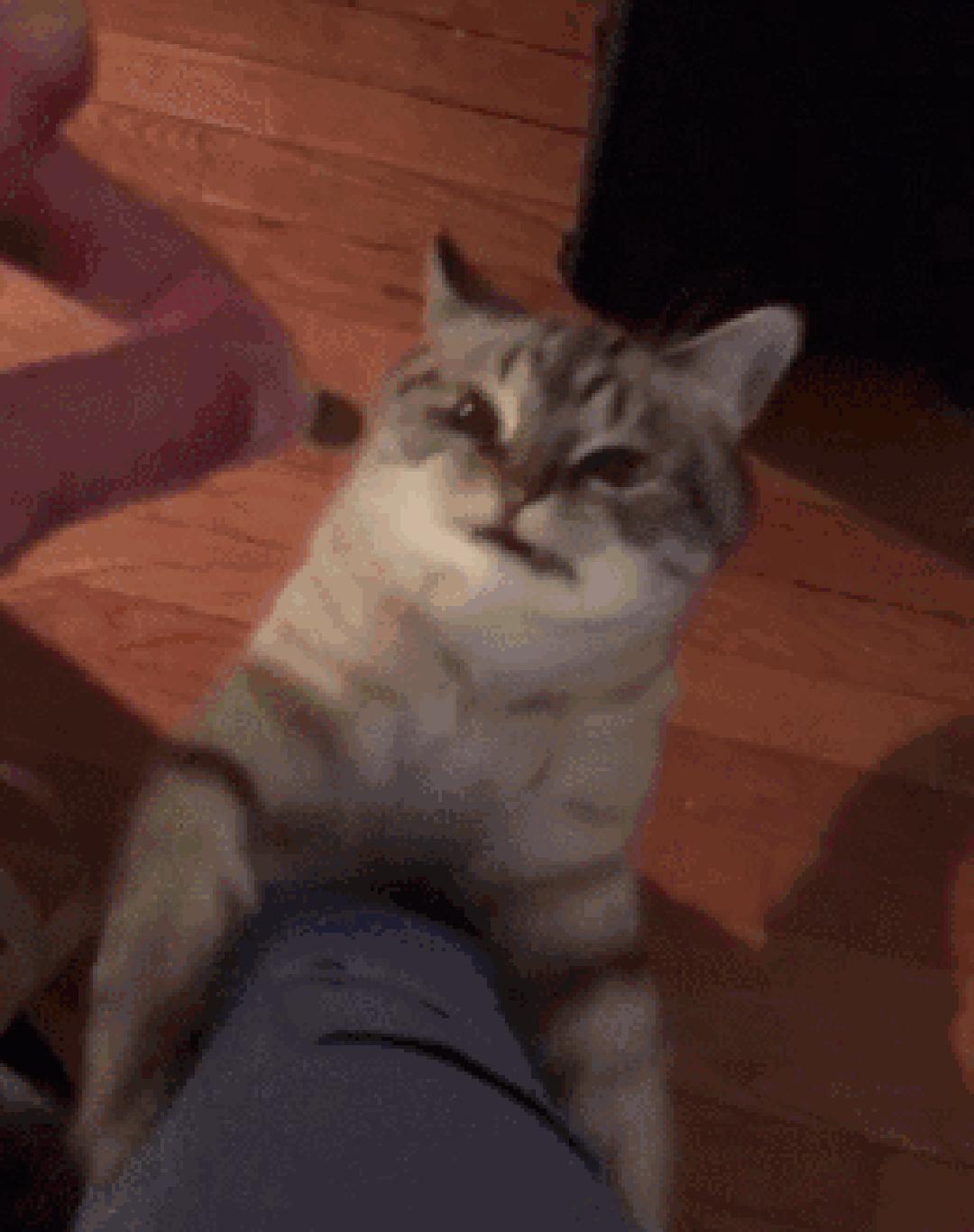 这只猫长得眉清目秀,这只猫眼神犀利无比