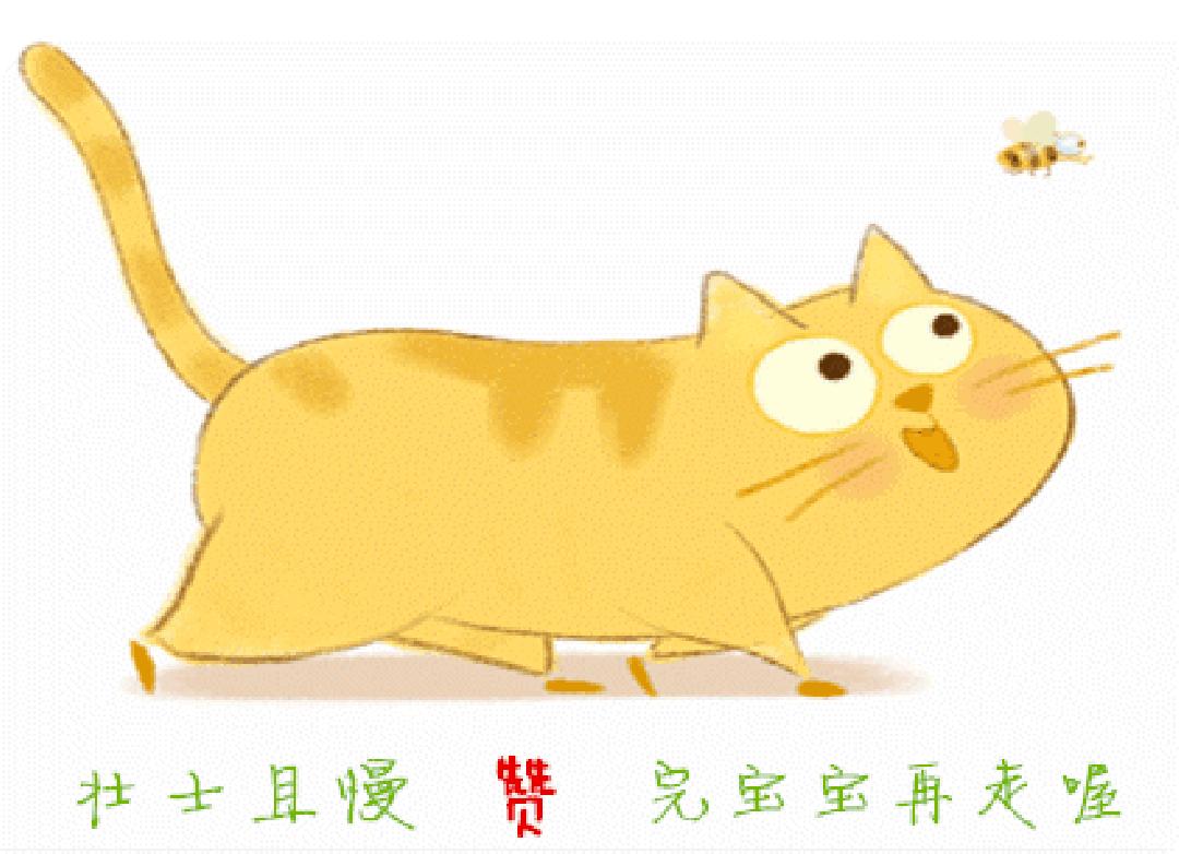 这只猫长得眉清目秀,这只猫眼神犀利无比
