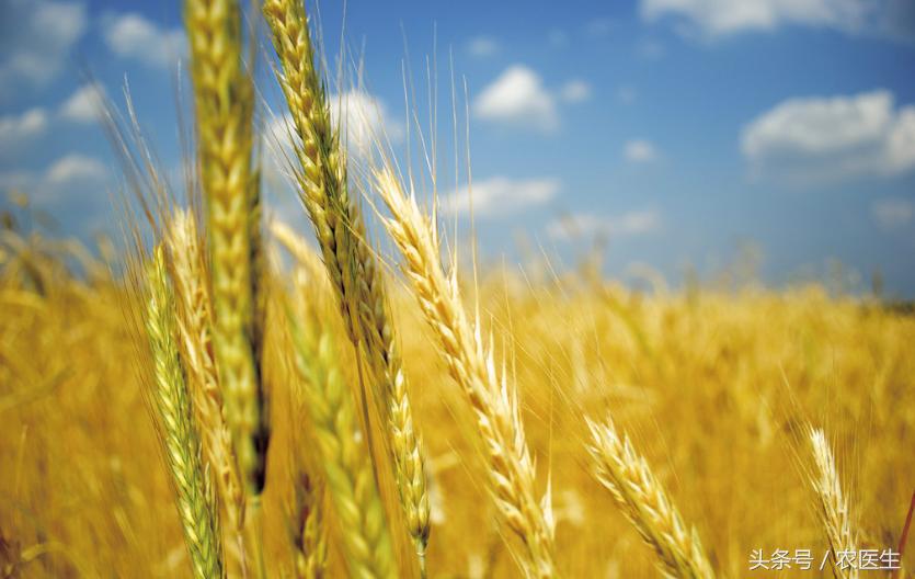 甲基二磺隆为什么总是出现药害,甲基二磺隆危害玉米吗