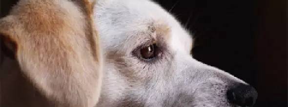 养狗激素类药物,养狗前期必备药品图片大全