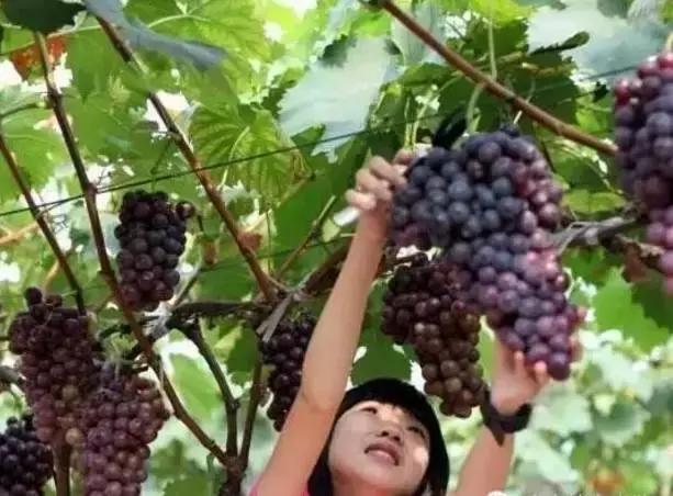 狗屎糕是什么,狗屎糕榴莲味