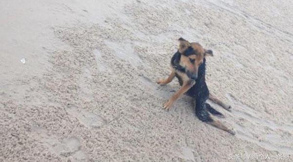 流浪狗被撞断后腿,流浪狗断了一条腿被宠物医生救下