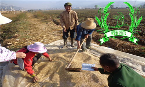 小麦拌种防病治虫高产管理技术,小麦一喷三防确保农民有个好收成