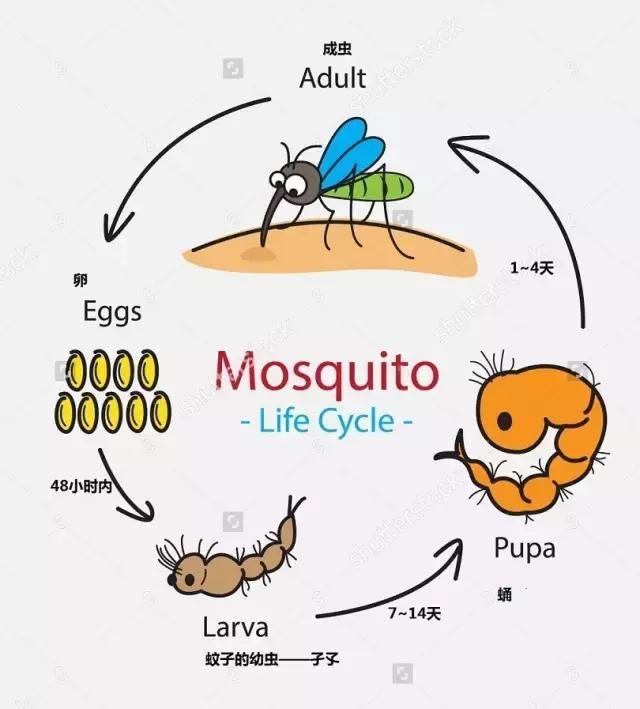 为什么有人爱招蚊子,易招蚊子是什么原因