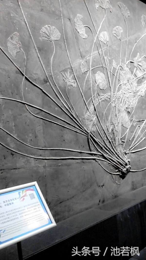 青岛，女汉子和小清新提前过端午