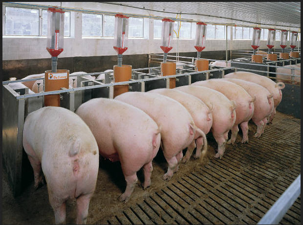 养猪无公害处理,养猪新模式零疫病