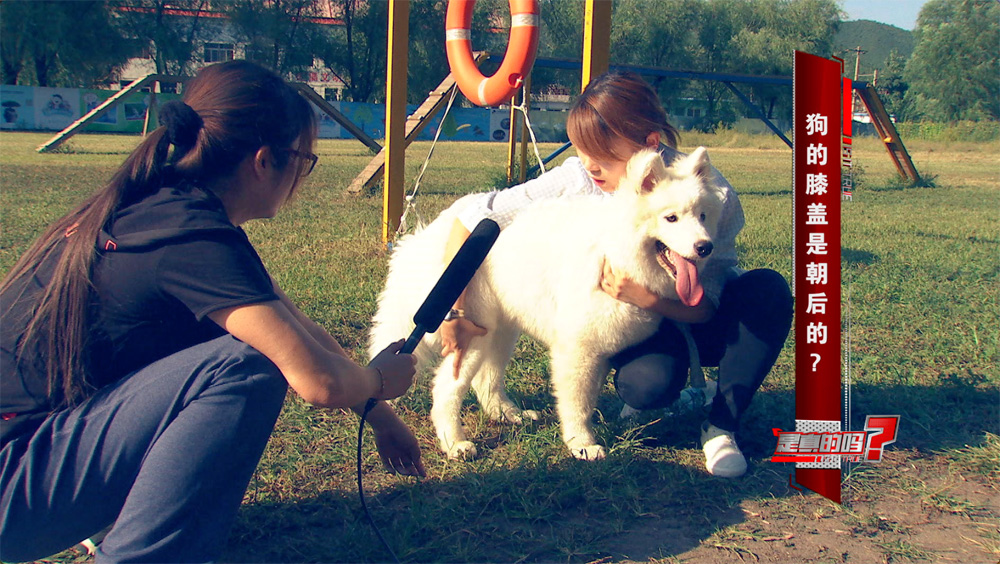 小狗的耳朵怎么会朝后,小狗正常站立脚是朝外的吗