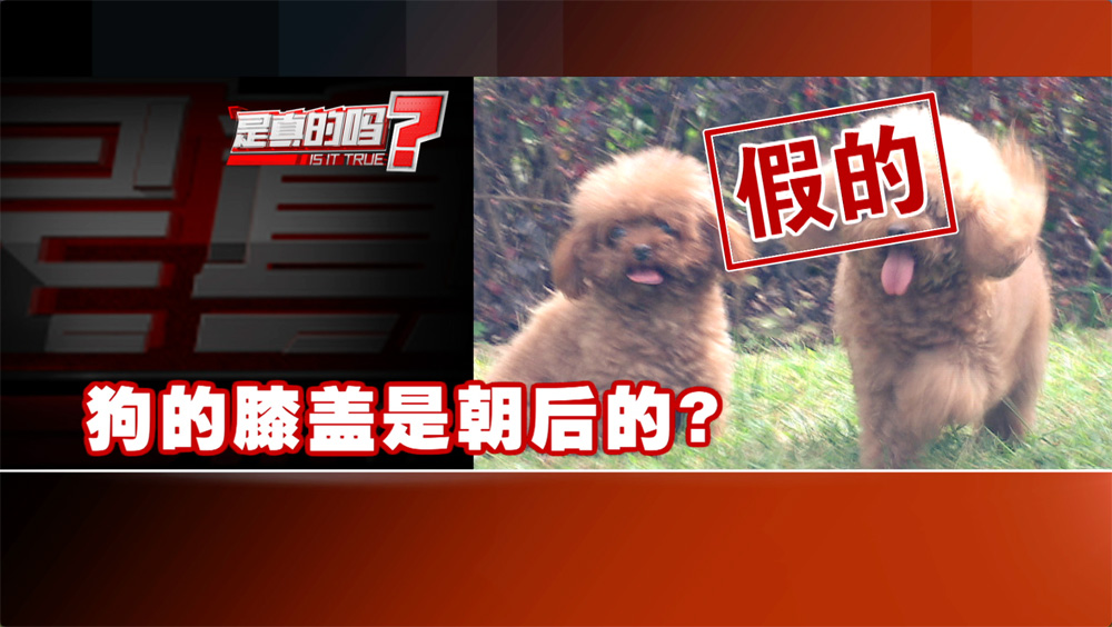 小狗的耳朵怎么会朝后,小狗正常站立脚是朝外的吗