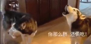 萌宠萌图第735：喵星人偷吃主人放在桌子上的食物