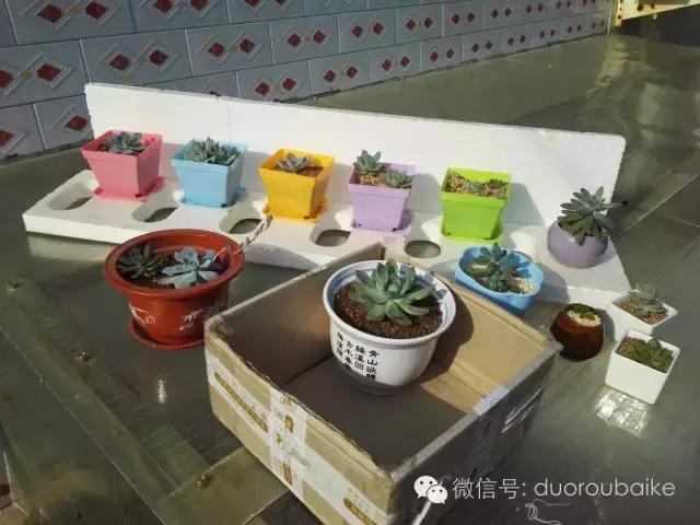 多肉在不经意间治愈你,多肉独立而坚强