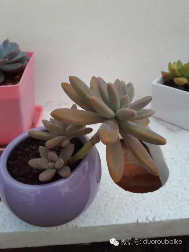 多肉在不经意间治愈你,多肉独立而坚强