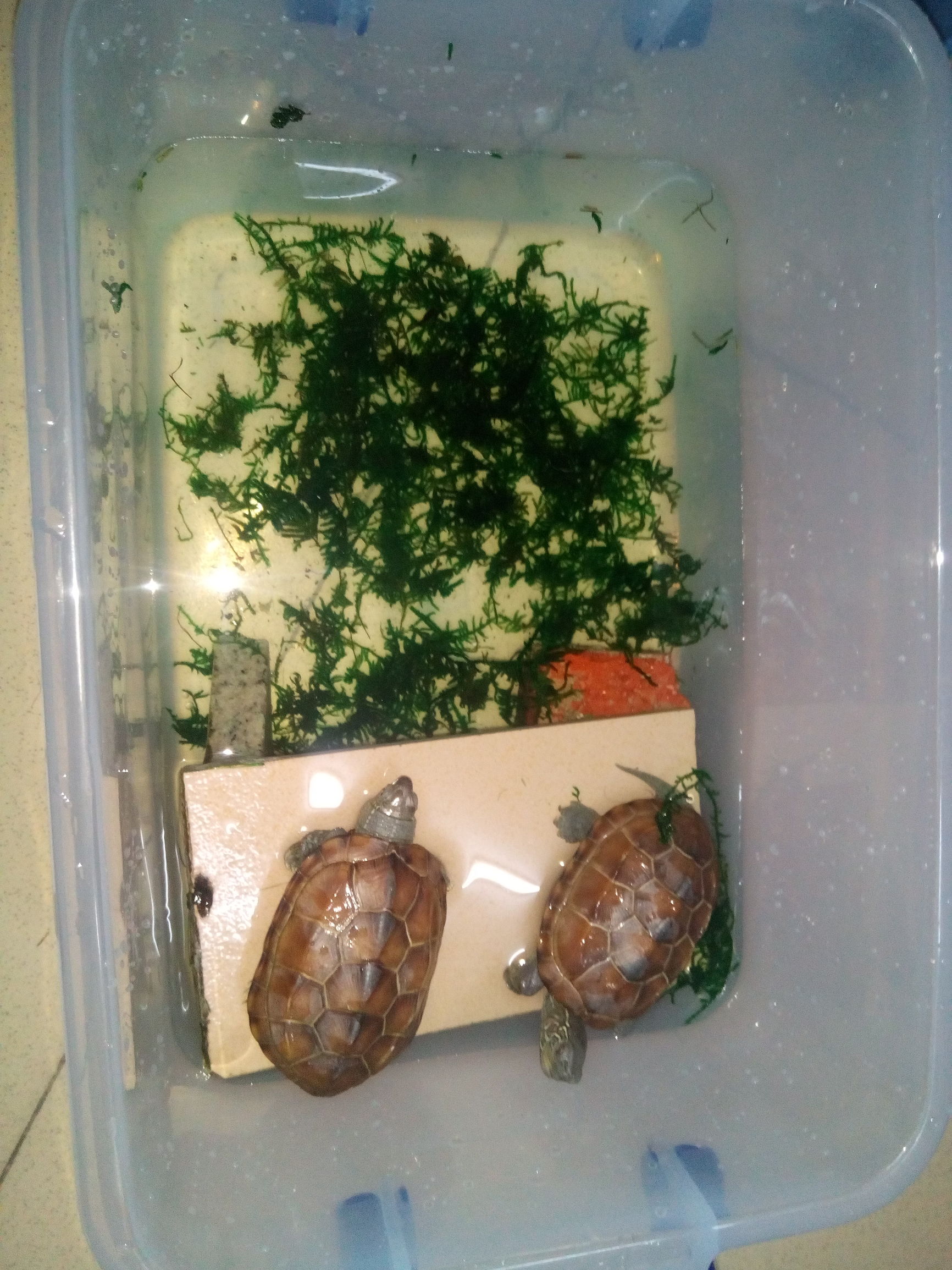 android开发培训教程推荐,android小白的自学课程