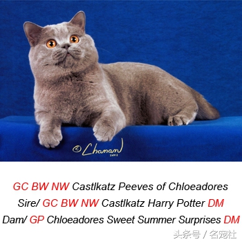 蓝氏猫咪猫粮,蓝氏猫粮猫舍版