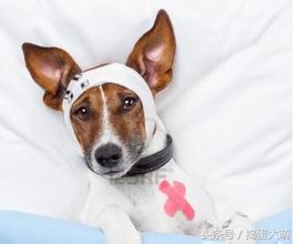 狗狗消化系统疾病怎么治疗,犬消化系统问题
