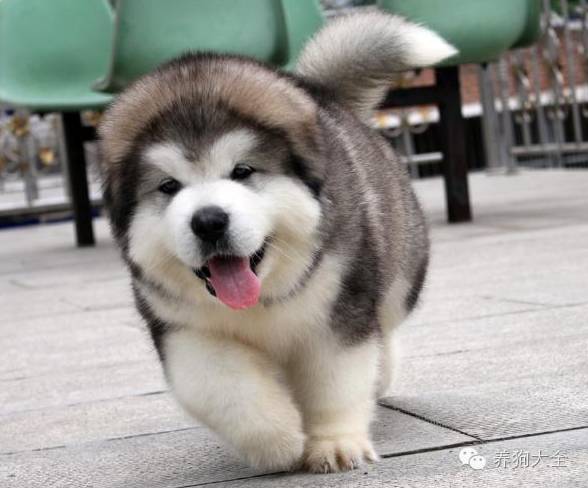 狗狗为什么总喜欢踹门,狗狗身上痒痒总挠怎么办