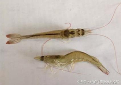 南美白对虾红体如何处理,南美白对虾病害防治方法视频