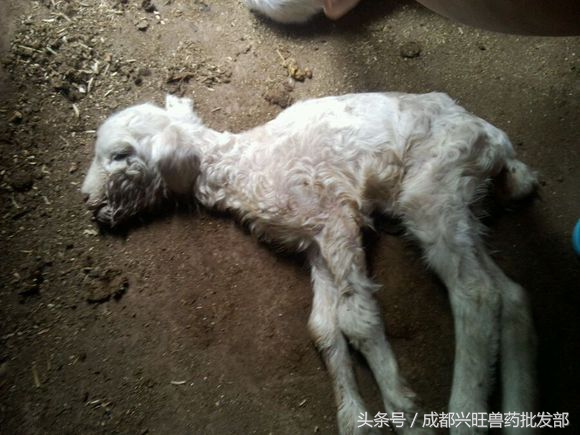 小羊发烧,小羊发烧是什么症状