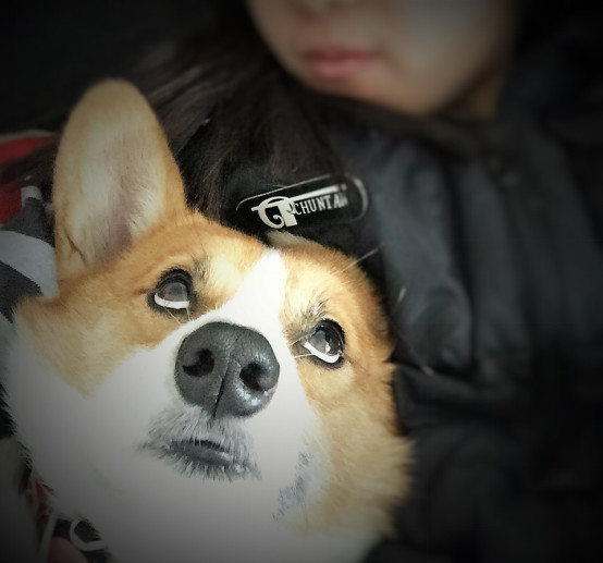 小柯基小时候的样子和长大的样子,还没长大的小柯基