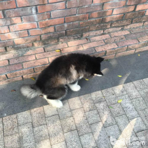 在路上捡到一只可怜的猫,在路上捡到了一只小小的哈士奇