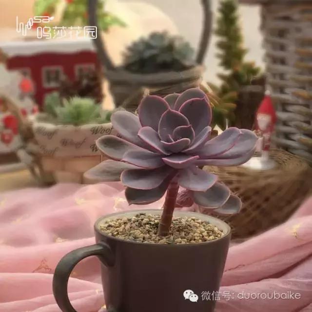 多肉植物新手入门知识,多肉植物品种大全带名字