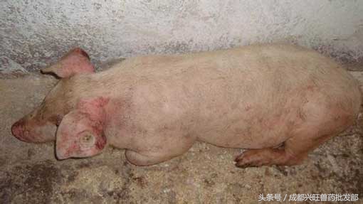 浜у悗姣嶇尓渚跨濡備綍瑙ｅ喅,浜у悗姣嶇尓渚跨濡備綍娌荤枟