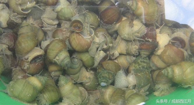 在栽秧的季节里，要是遇上它们可就倒了血霉了！