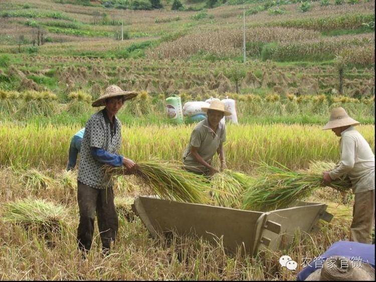 中晚稻托市收购价格表,最新晚稻收购价格