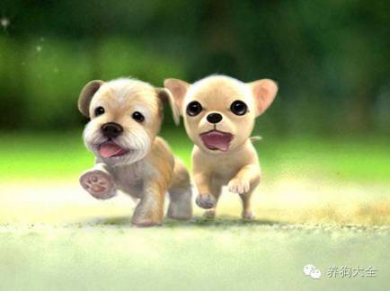 狗狗为什么总喜欢踹门,狗狗身上痒痒总挠怎么办