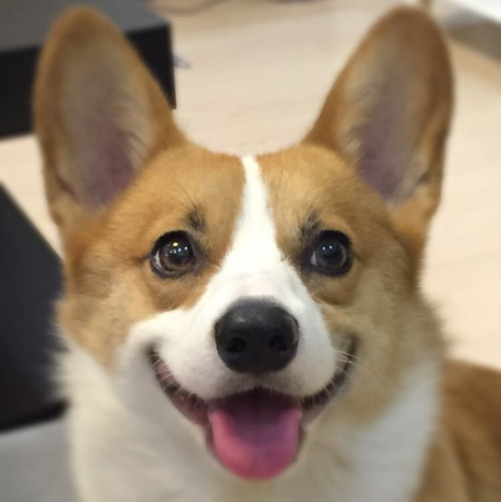 小柯基小时候的样子和长大的样子,还没长大的小柯基