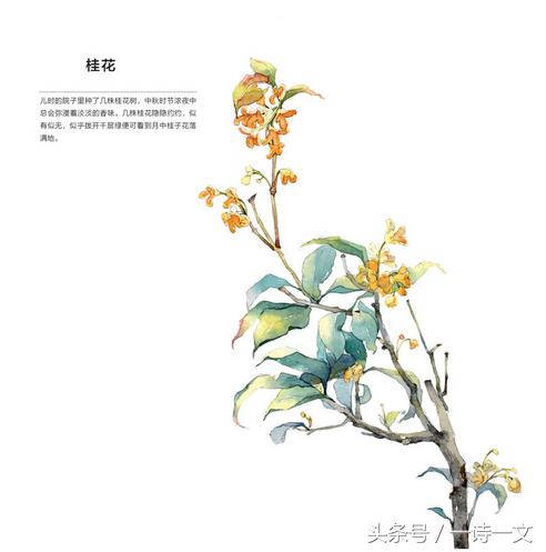 《唯有丹桂飘香八月馥郁芬芳》我，想你了荼蘼花事春已了