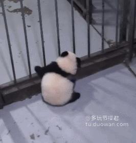 搞笑动态图：人见人爱的小萝莉